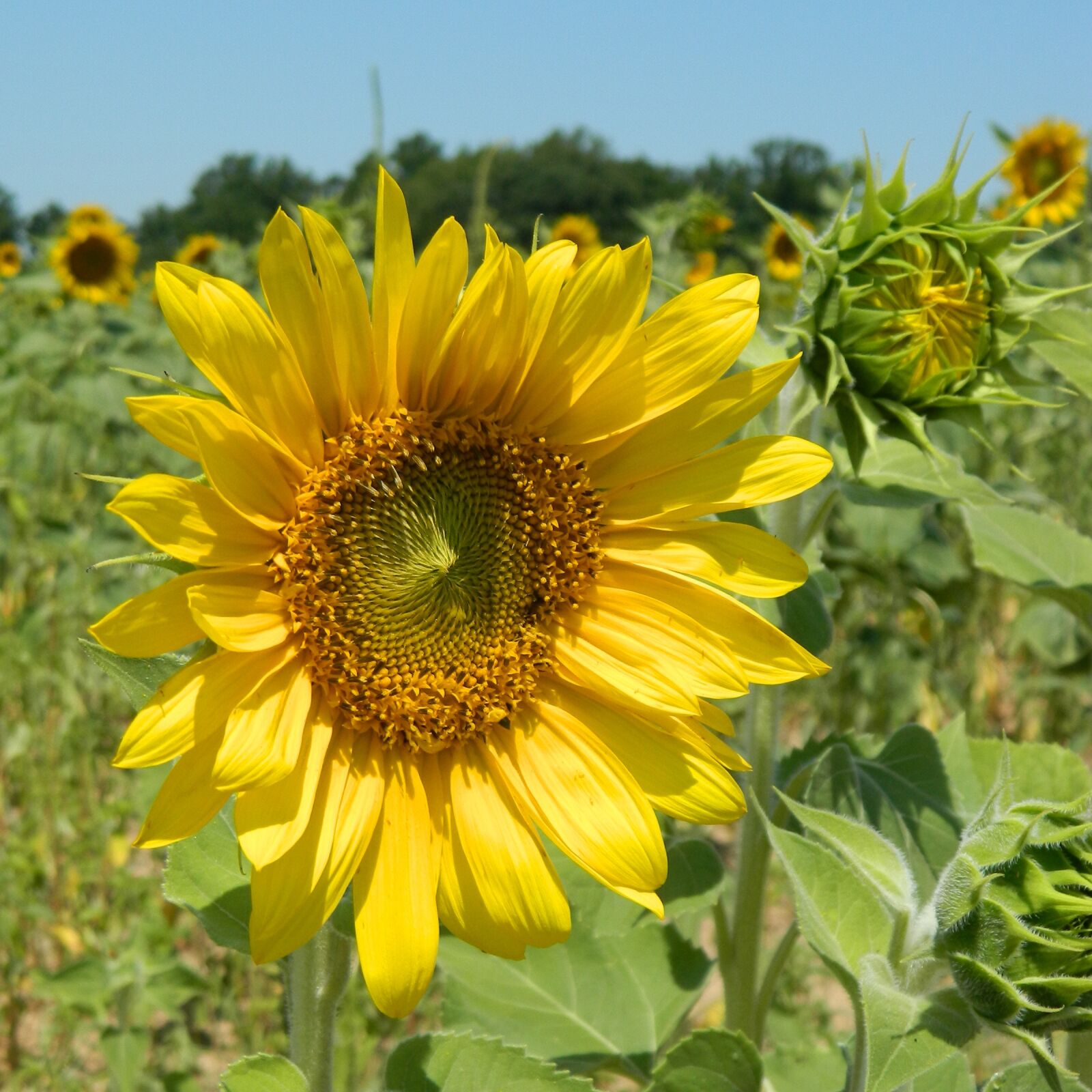 Nikon Coolpix L120 sample photo. Sunflower, summer, flower photography