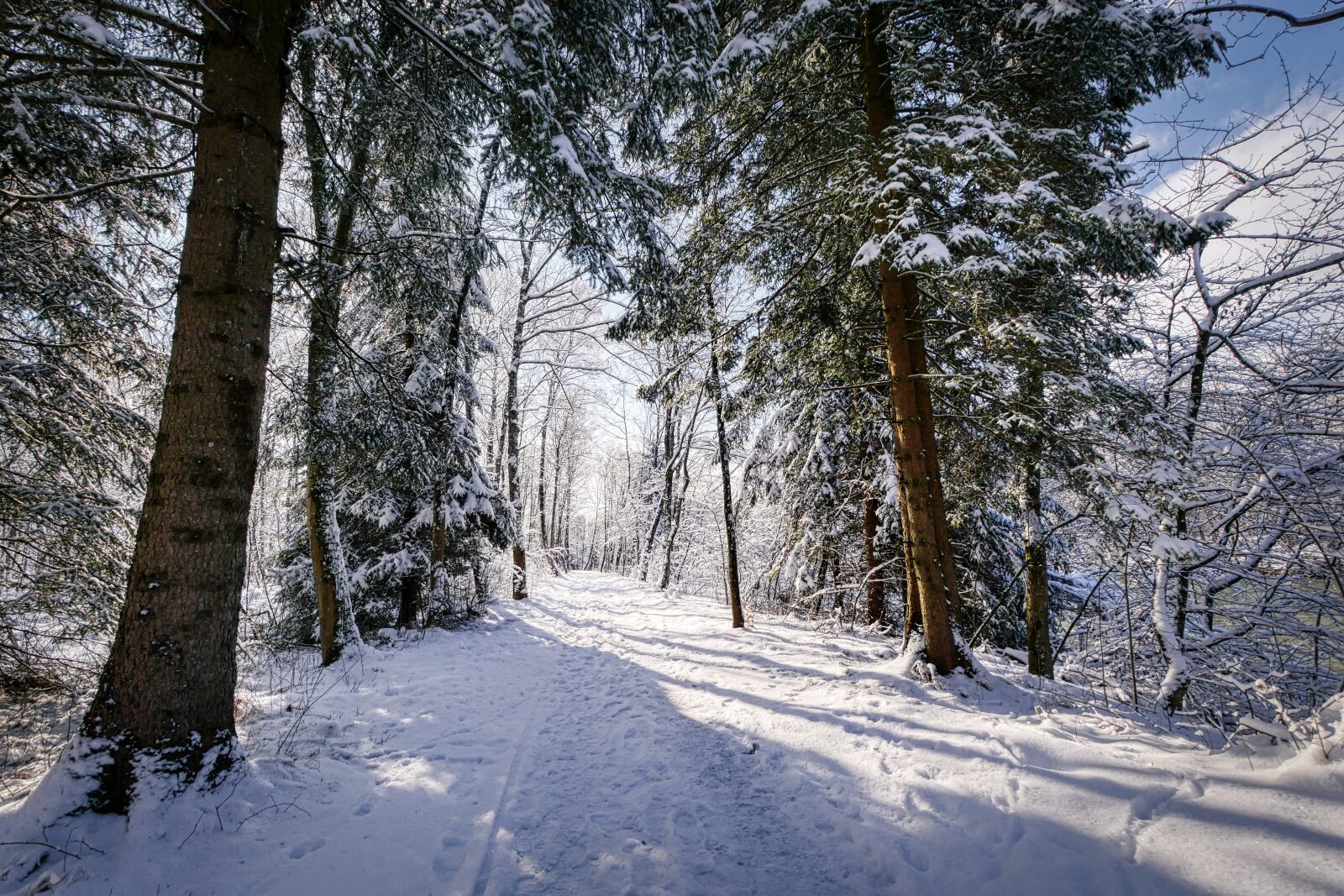 Panasonic Lumix DMC-GX8 sample photo. Winter, snow, nature photography