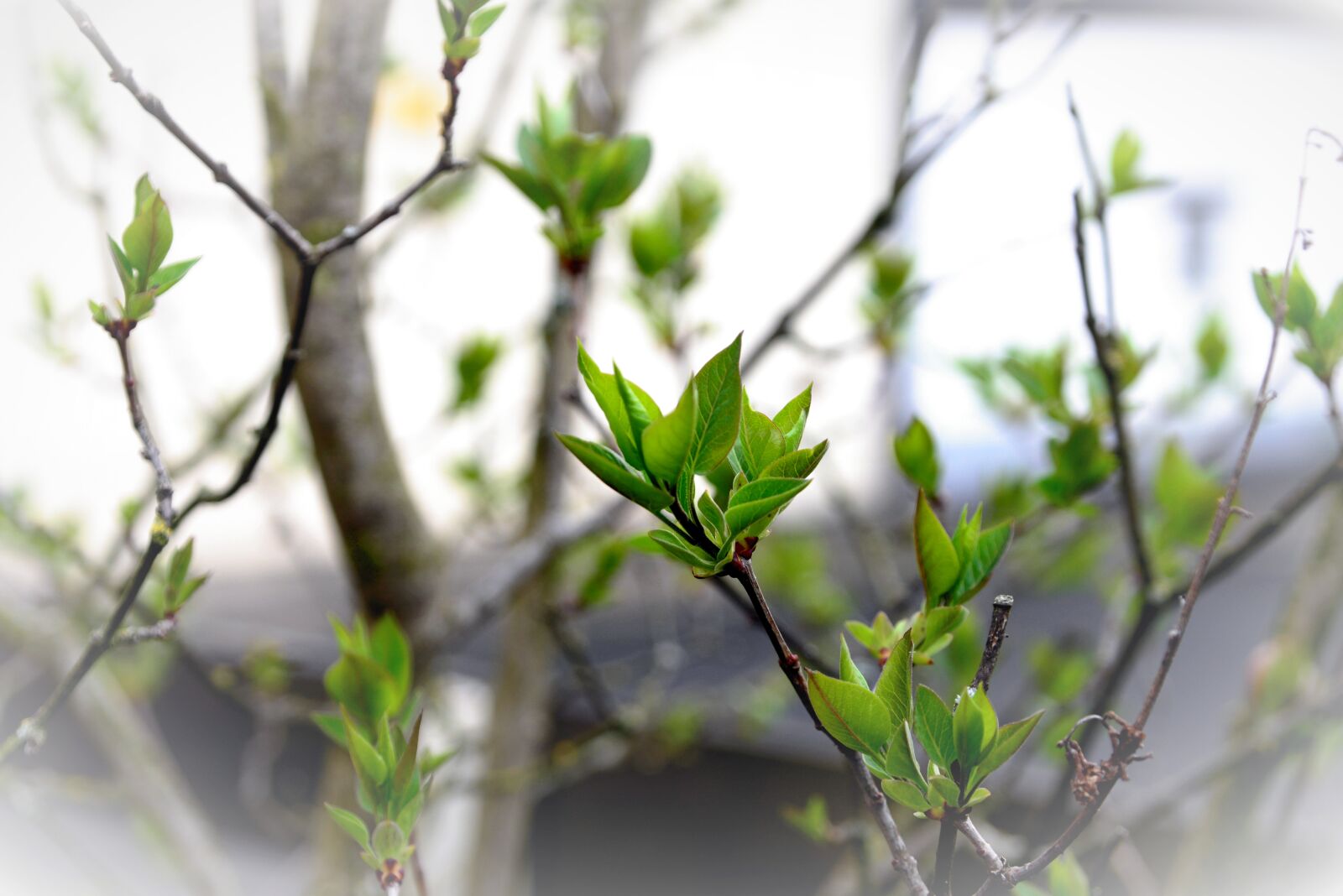 Nikon D610 sample photo. Leaves, green, lilac tree photography