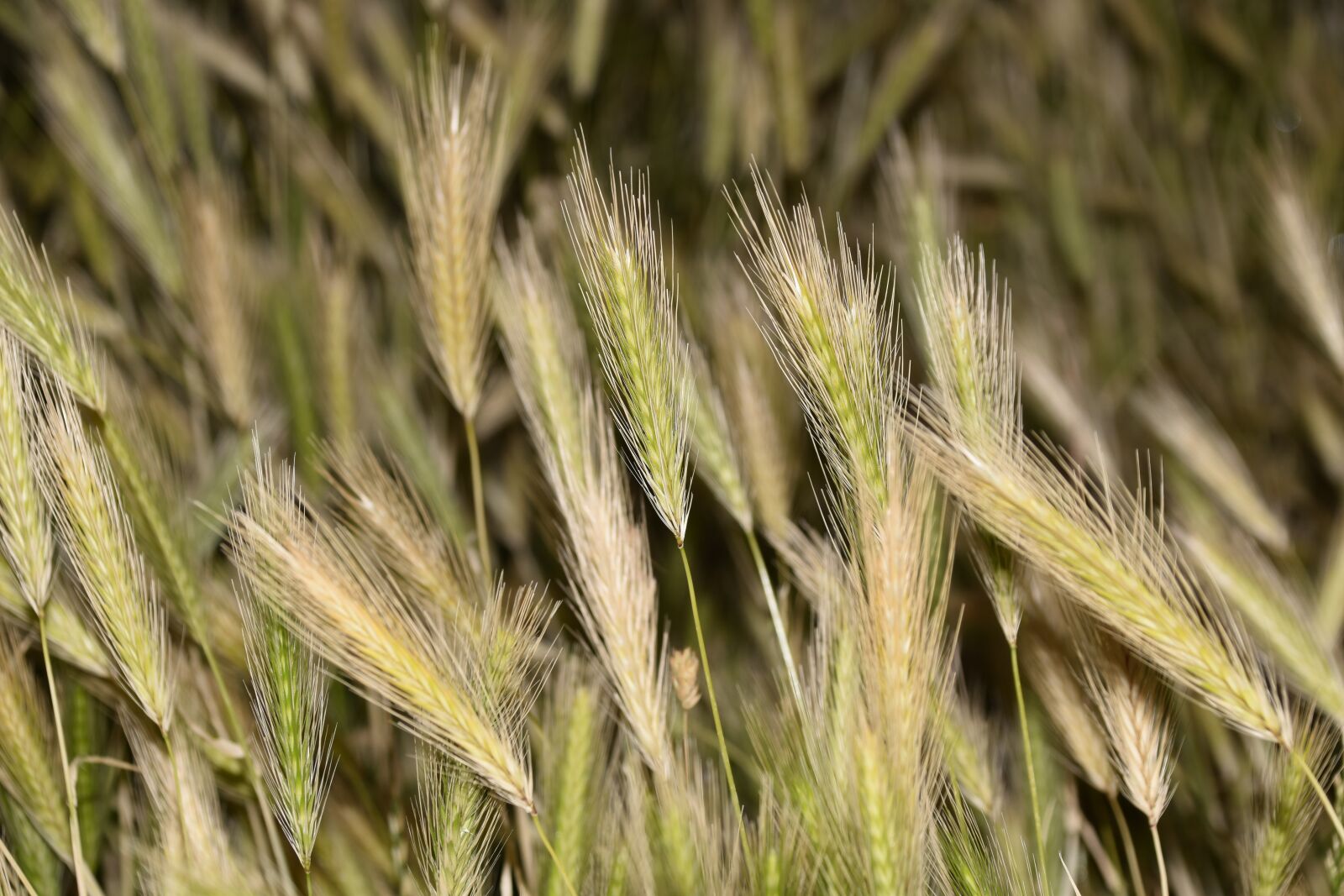 Nikon D5600 sample photo. Spikelets, plants, flores photography