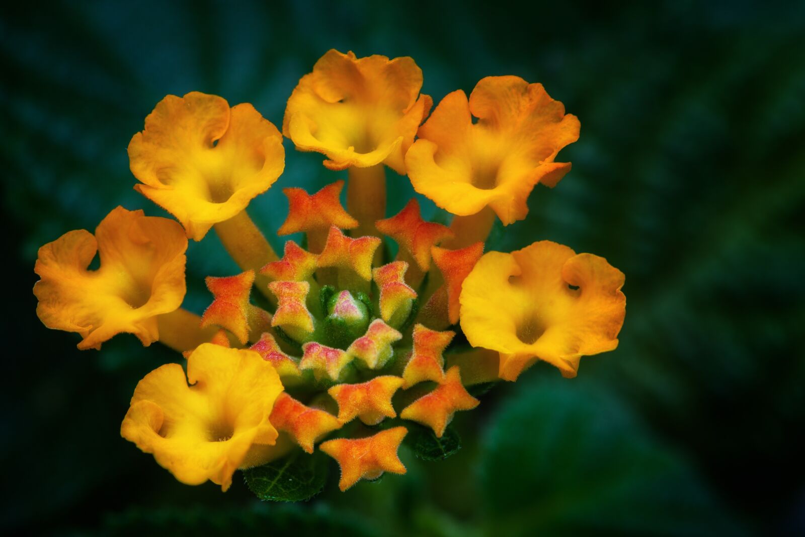 Nikon D7200 sample photo. Lantana, tender, nature photography