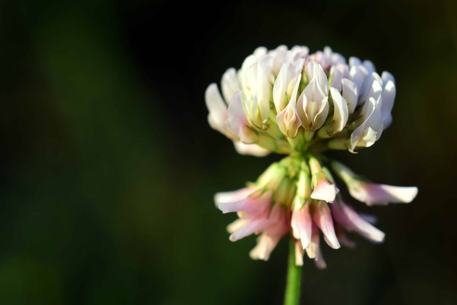 Nikon D3300 sample photo. Summer, nature, garden, flora photography