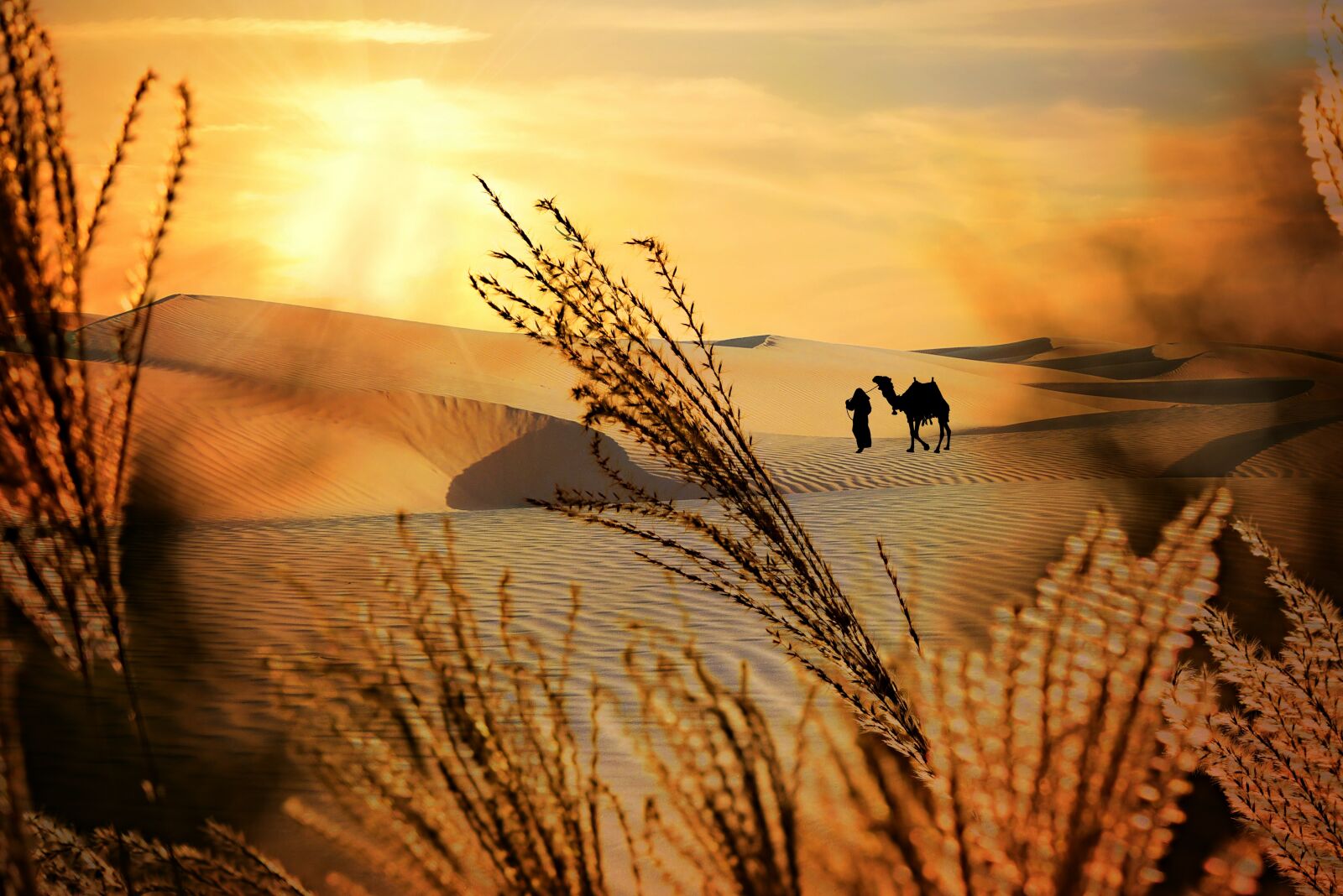 Nikon D750 sample photo. Plume, plant, desert photography