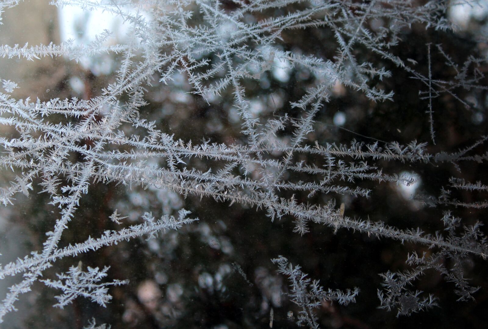 Frosty winter. Последние зимние заморозки. Крепкий Мороз. Зима все заморозила. Зима... Морозит ответ.