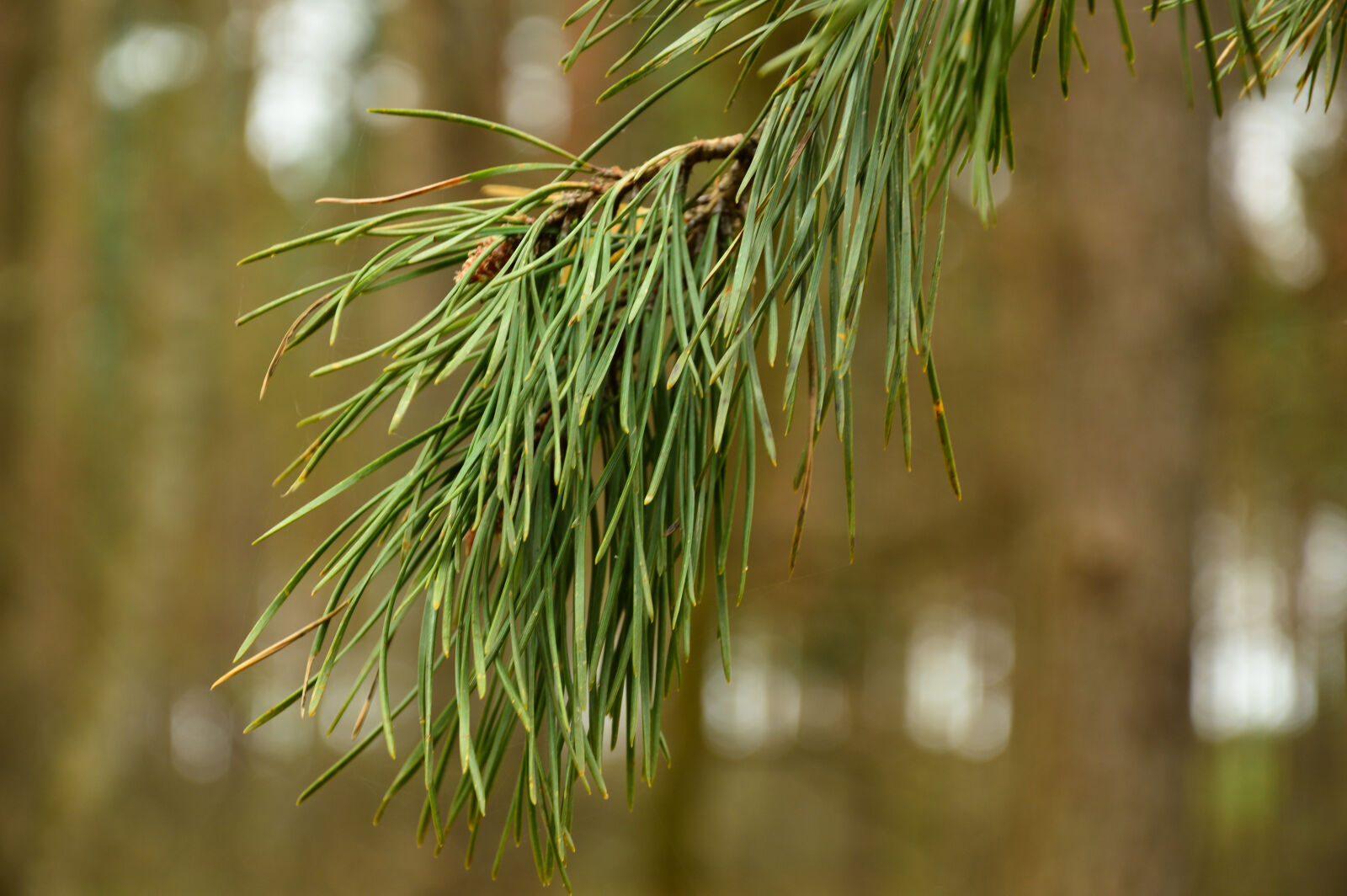 Nikon D3200 sample photo