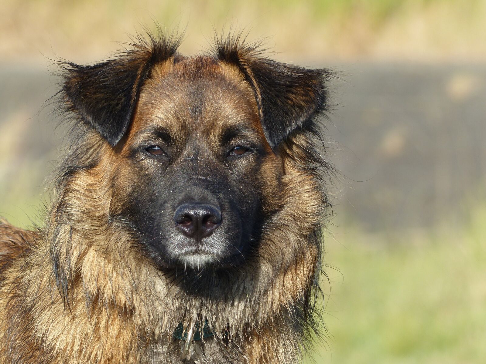 Panasonic Lumix DMC-FZ200 sample photo. Close up, animal, dog photography