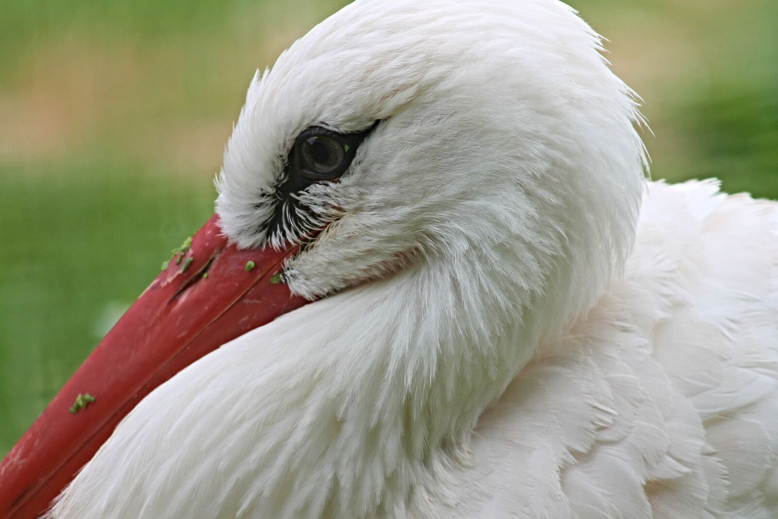 Canon EOS 1100D (EOS Rebel T3 / EOS Kiss X50) sample photo. Stork, rattle stork, bird photography