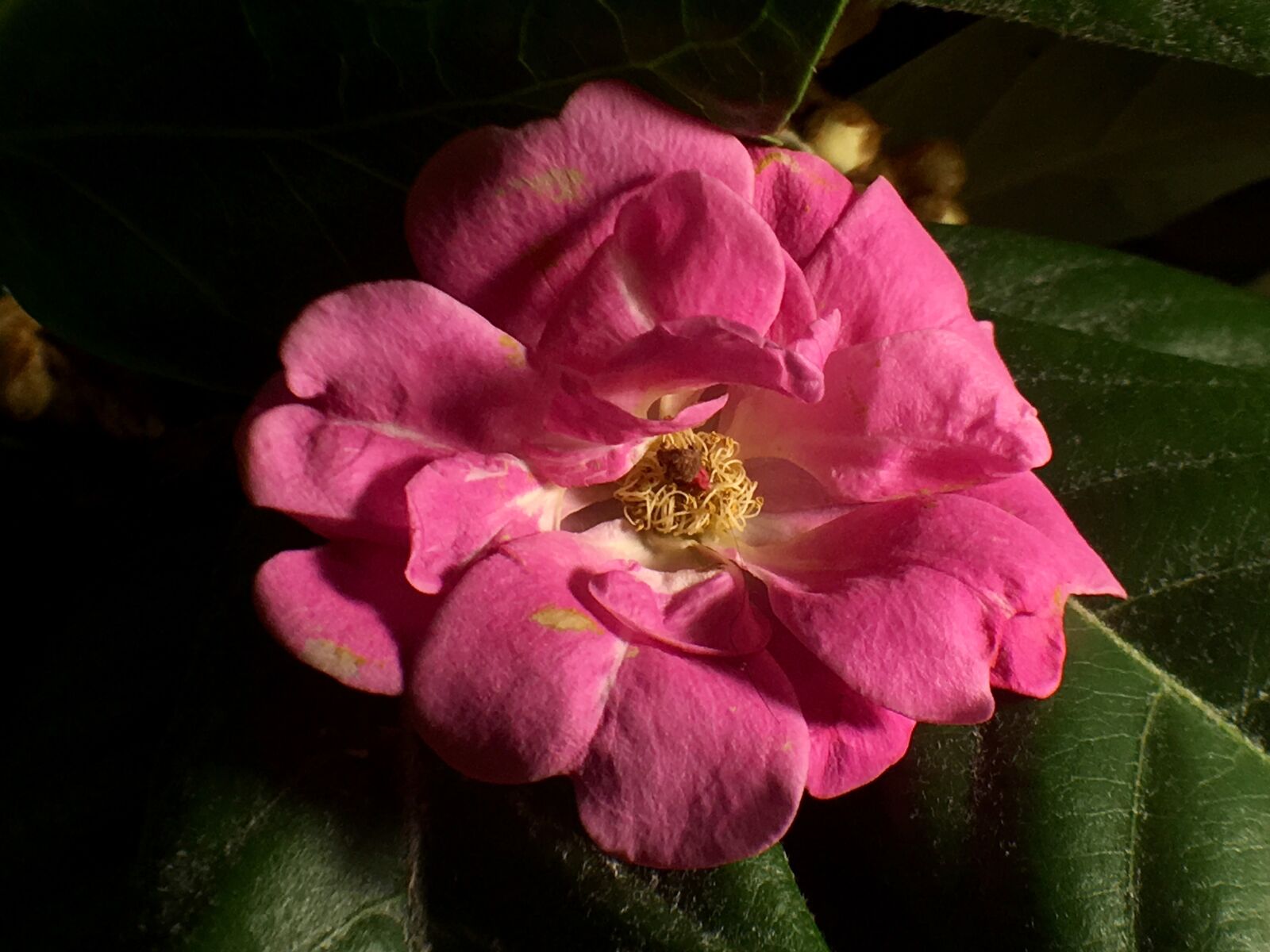 Apple iPhone 6s Plus sample photo. Fuchsia pink, pistils, flower photography