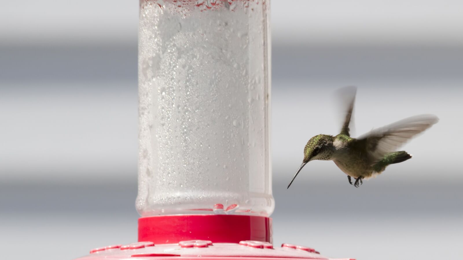 Canon EOS 7D sample photo. Ruby-throated hummingbird, hummingbird, bird photography