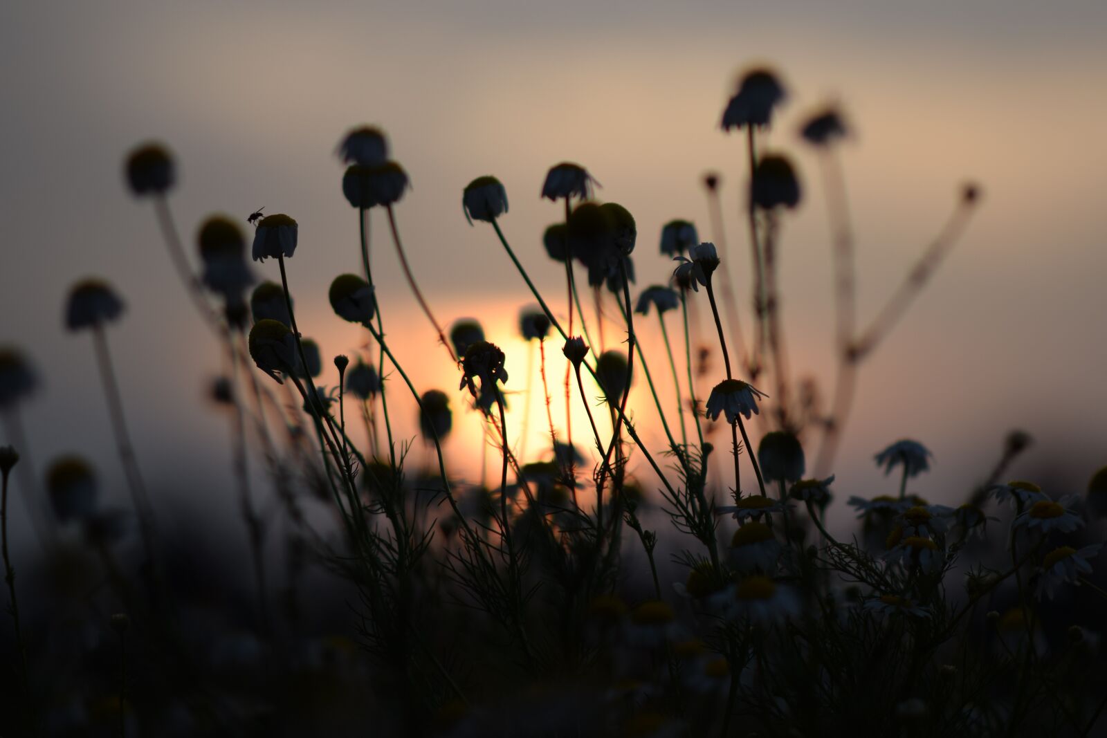 Nikon D3300 sample photo. Sunset, nature, flowers photography