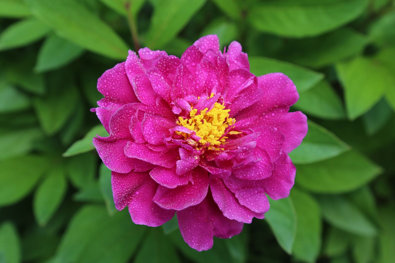 Canon EOS 6D + Canon EF 24-105mm F4L IS USM sample photo. Blossom, bloom, peony photography