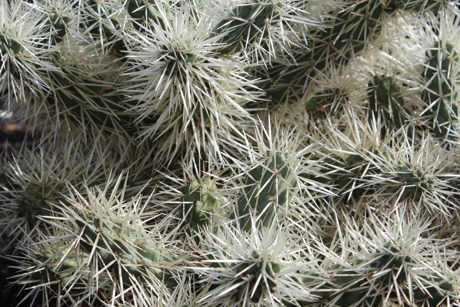 Canon EOS 600D (Rebel EOS T3i / EOS Kiss X5) sample photo. Cacti, prickles, cactus photography