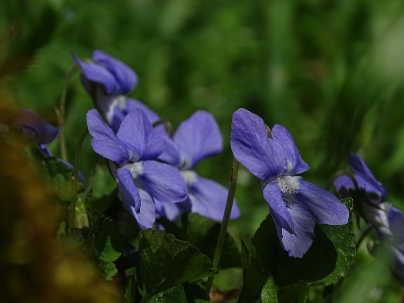 Sony Cyber-shot DSC-HX400V sample photo. Violet, in the grass photography