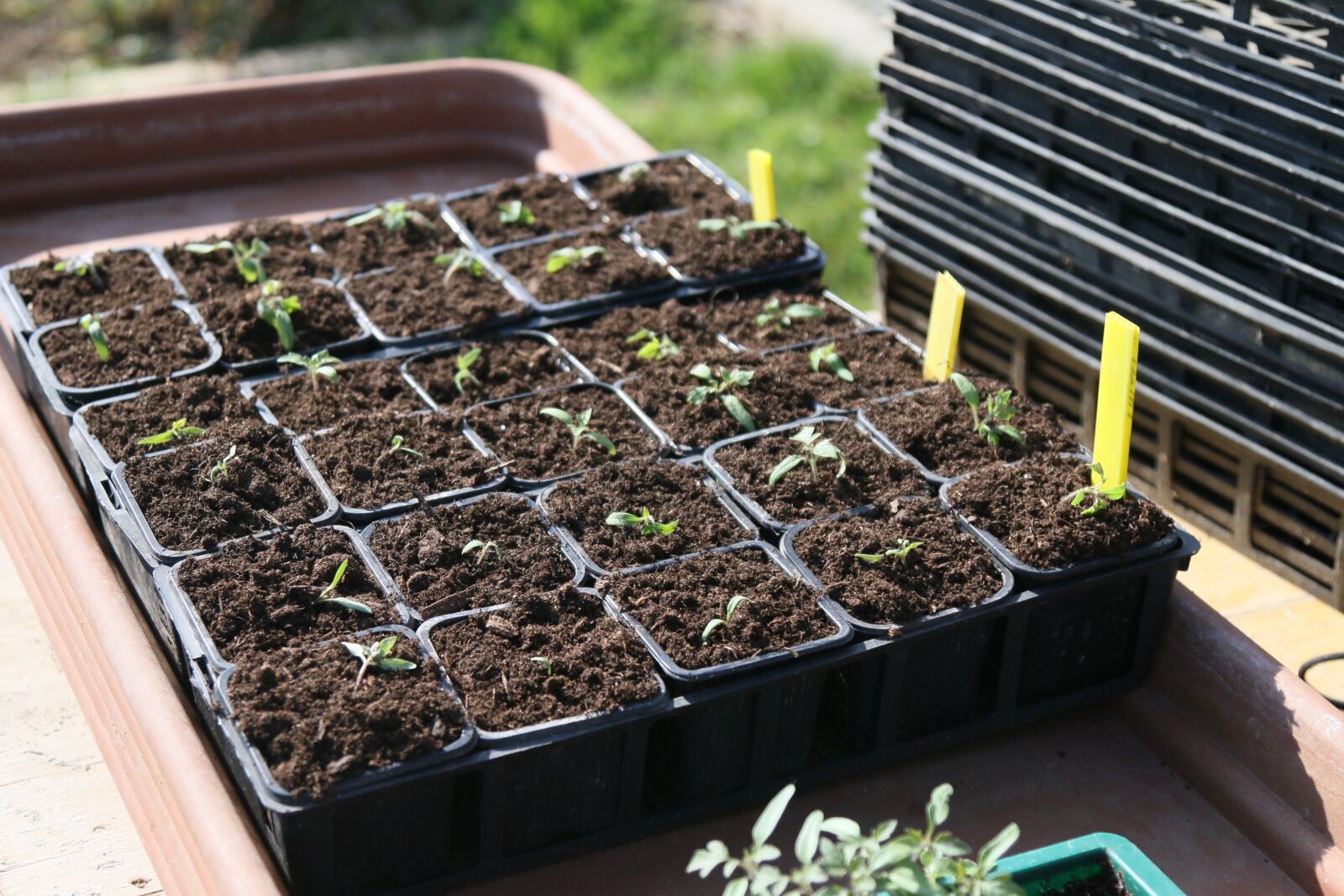 Canon EOS 70D + Canon EF 24-105mm F4L IS USM sample photo. Plants, seedlings, tomatoes photography