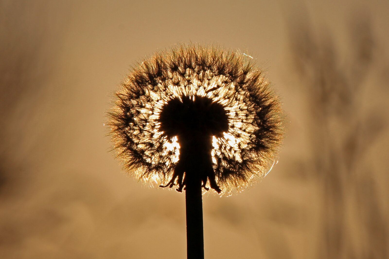 Canon EOS 60D sample photo. Dandelion, sunset, background photography