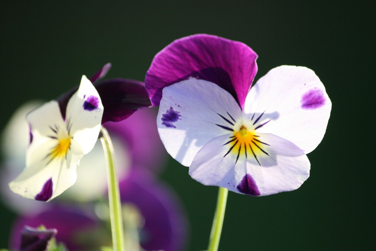 Canon EOS 400D (EOS Digital Rebel XTi / EOS Kiss Digital X) sample photo. Pansy, pansies, flower photography