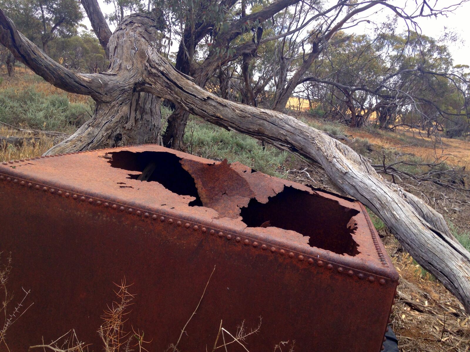 iPhone 5c back camera 4.12mm f/2.4 sample photo. Broken, dead, tree, farm photography