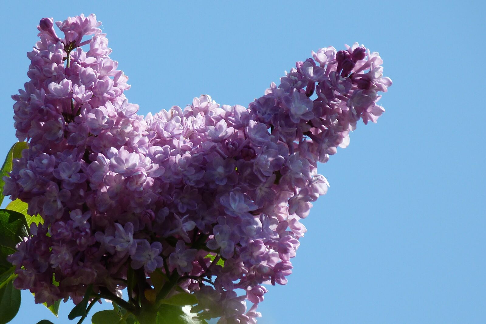 Panasonic Lumix DMC-FZ40 (Lumix DMC-FZ45) sample photo. Syringa vulgaris, lilac, blooms photography