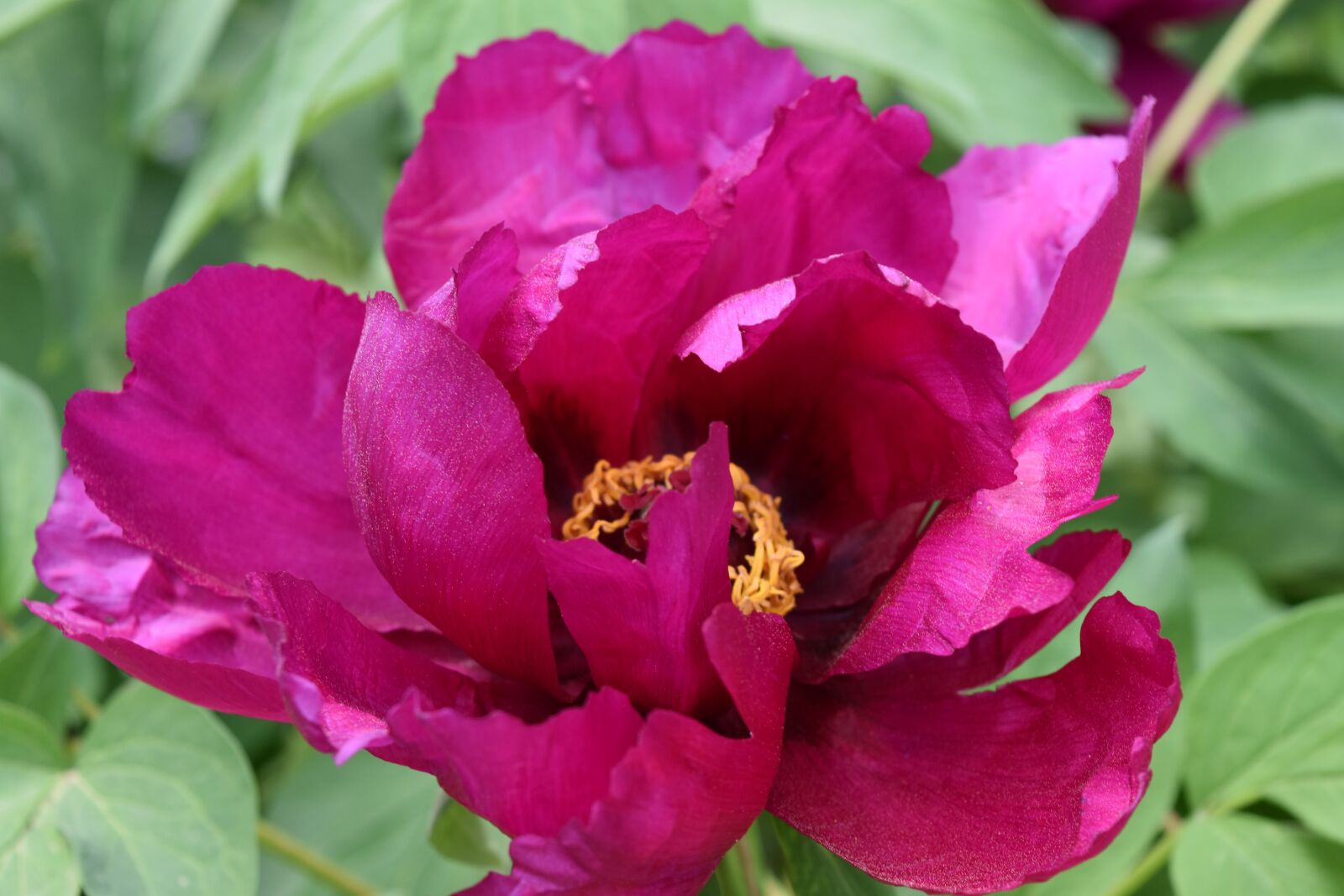 Nikon D5500 sample photo. Nature, plants, flowers photography