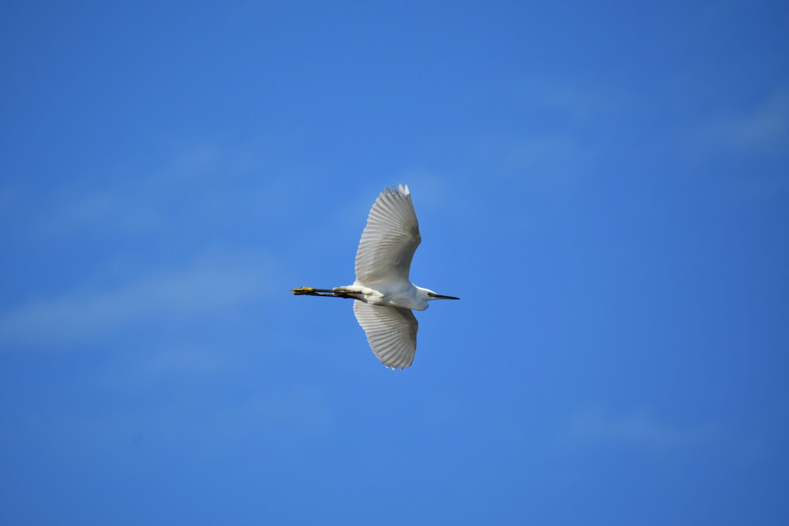Nikon D7200 sample photo. Animal, sky, bird photography