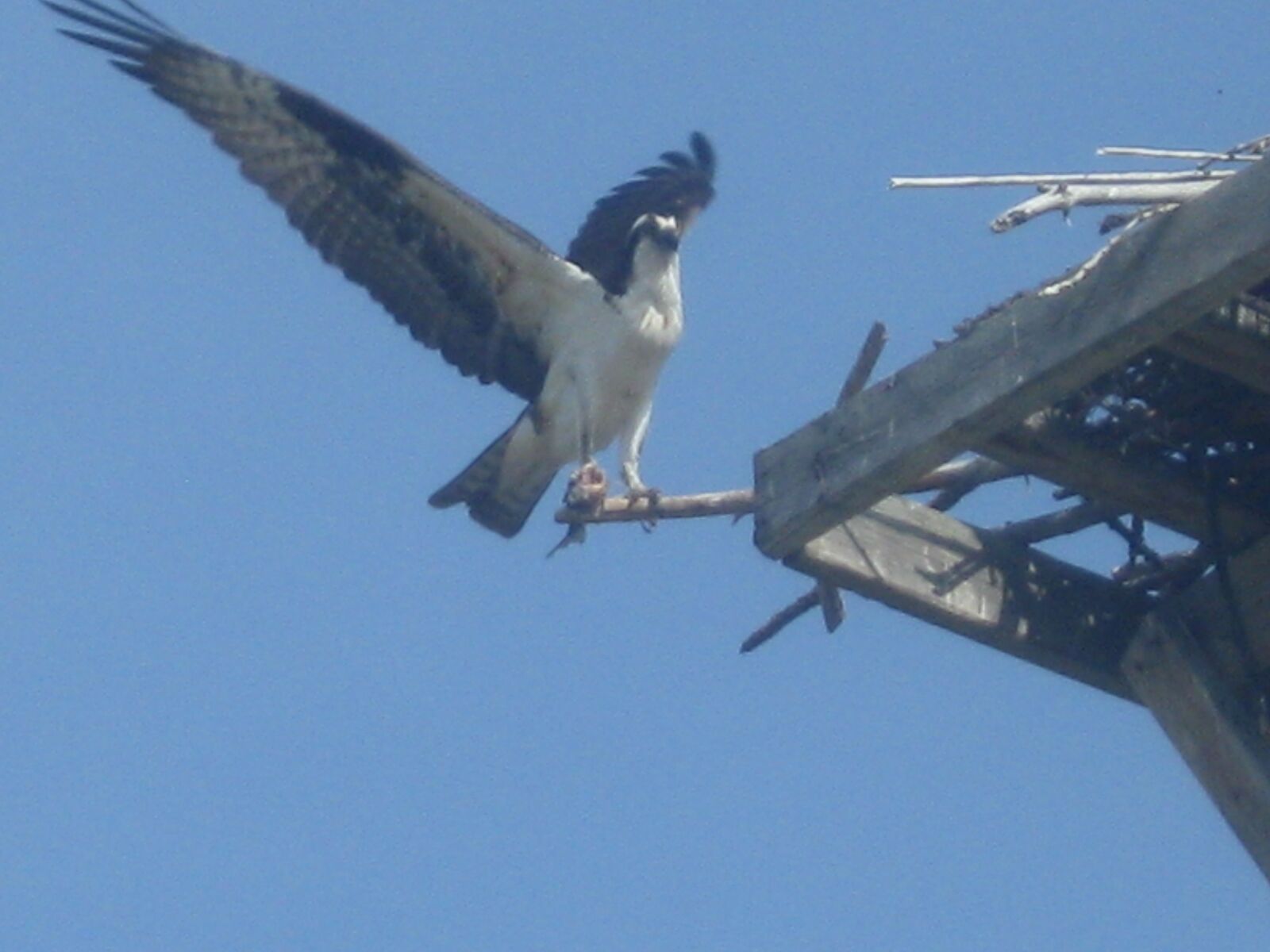 Canon PowerShot A590 IS sample photo. Bird, nest, nature photography