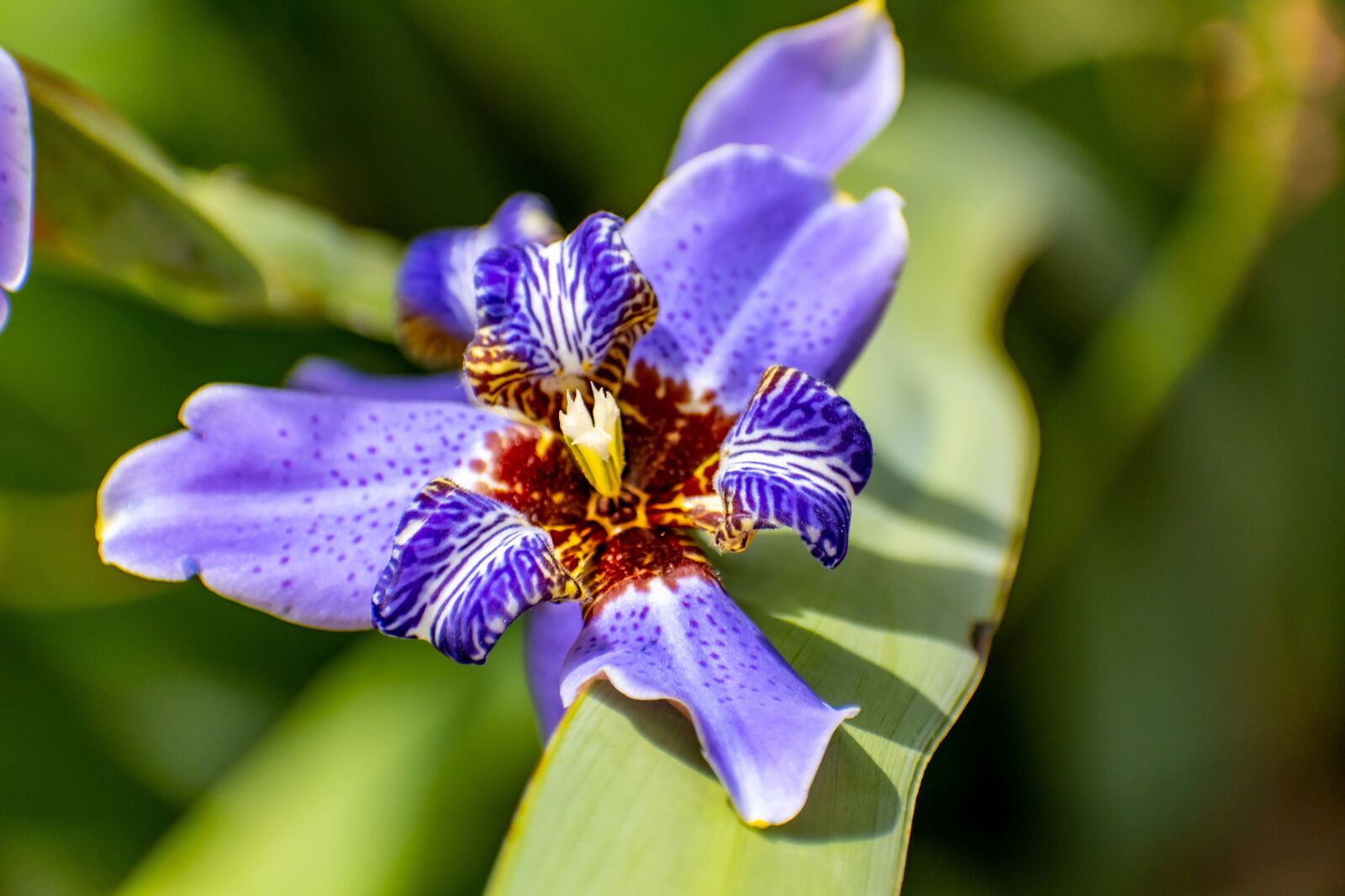 Nikon D3500 sample photo. Purple, flower, bloom photography