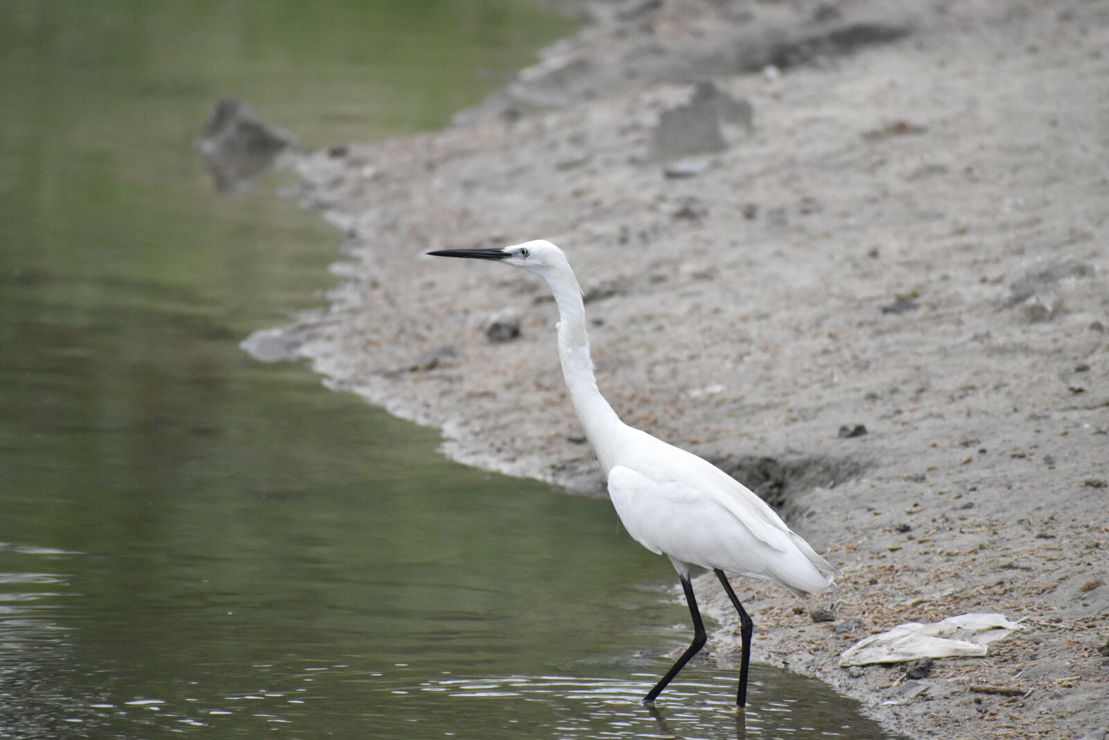 Nikon D5600 sample photo. Long beak, black beak photography