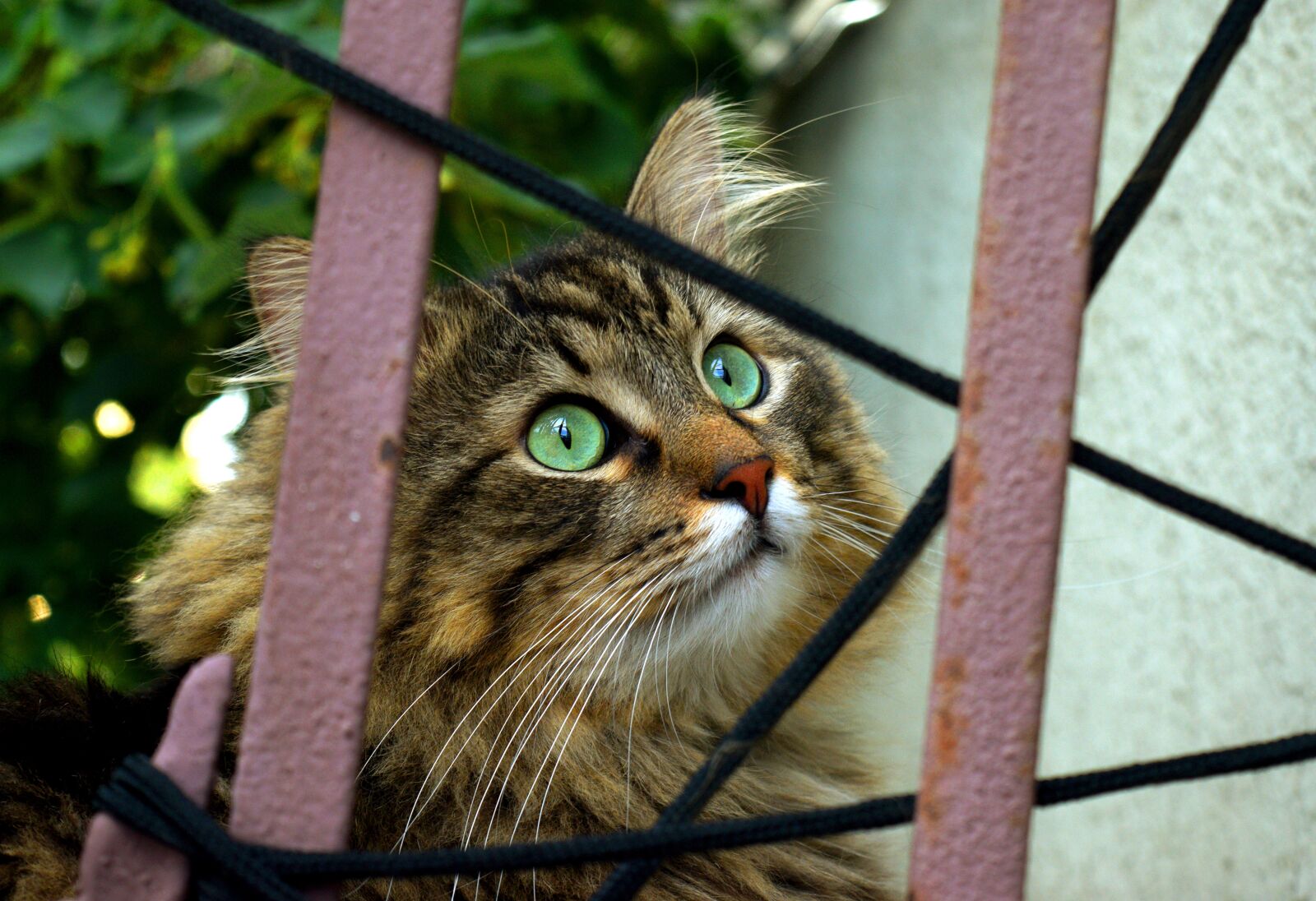 Nikon D3300 sample photo. Cat, behind fence, curious photography