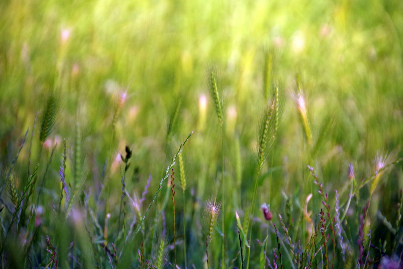 Pentax K-30 sample photo. Grasses, meadow, light photography