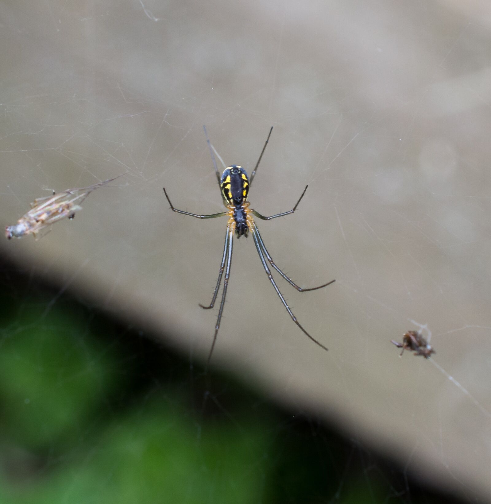 Nikon D5200 sample photo. Spider, spider web, macro photography