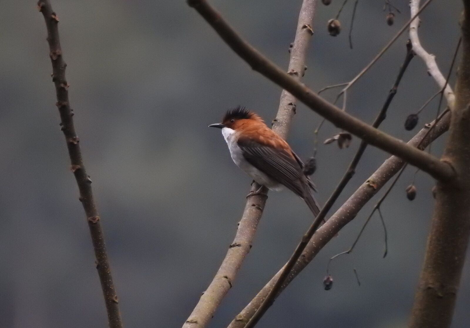 Nikon Coolpix P900 sample photo. Birds, vietnam, nature photography