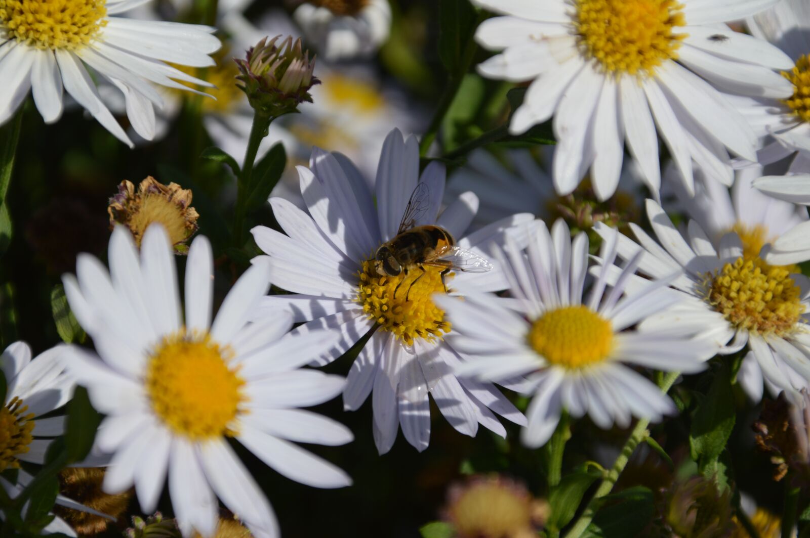 Nikon D3200 sample photo. Bee, flower, insect photography