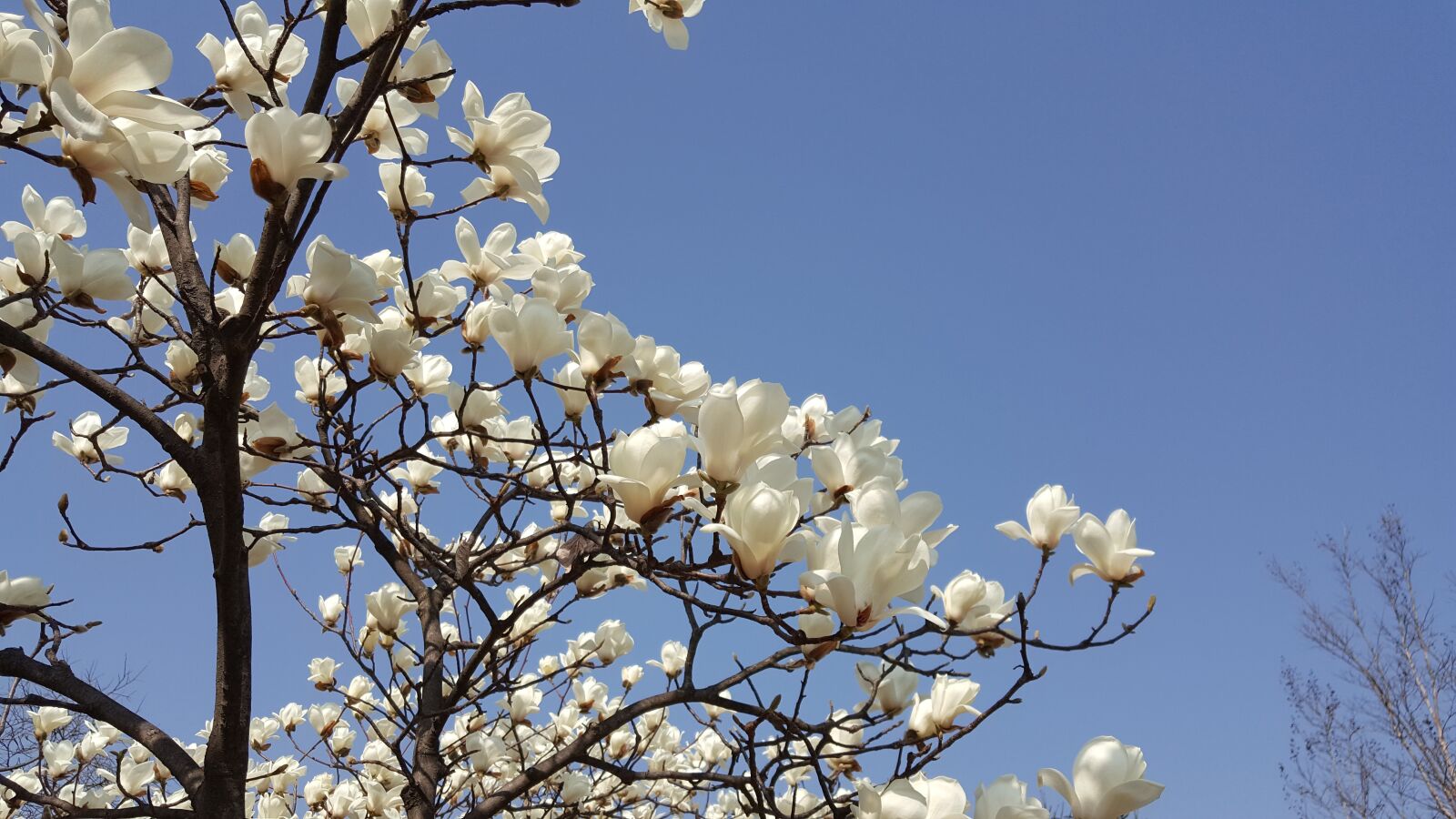 Samsung Galaxy Note5 sample photo. Wood, flowers, republic of photography