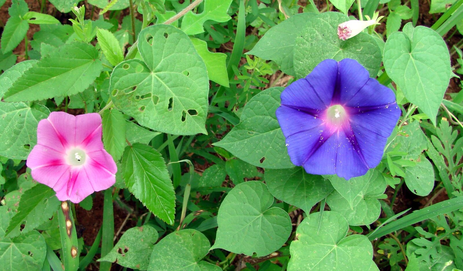 Sony DSC-H5 sample photo. Morning glory, flowers, colorful photography