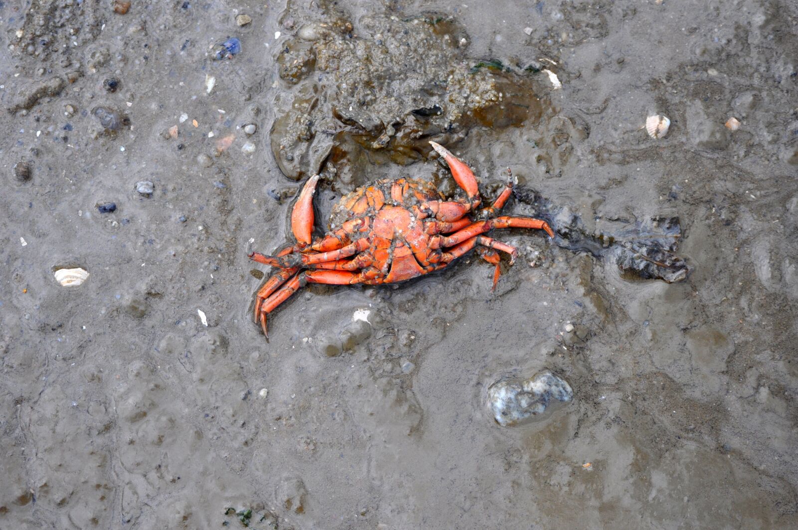Nikon D5000 sample photo. Cancer, north sea, watts photography