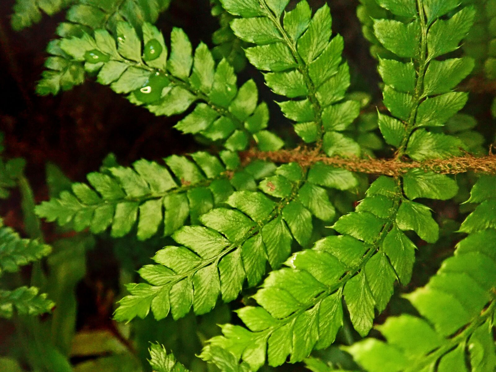 Olympus TG-5 sample photo. Fern, foliage, leaf photography
