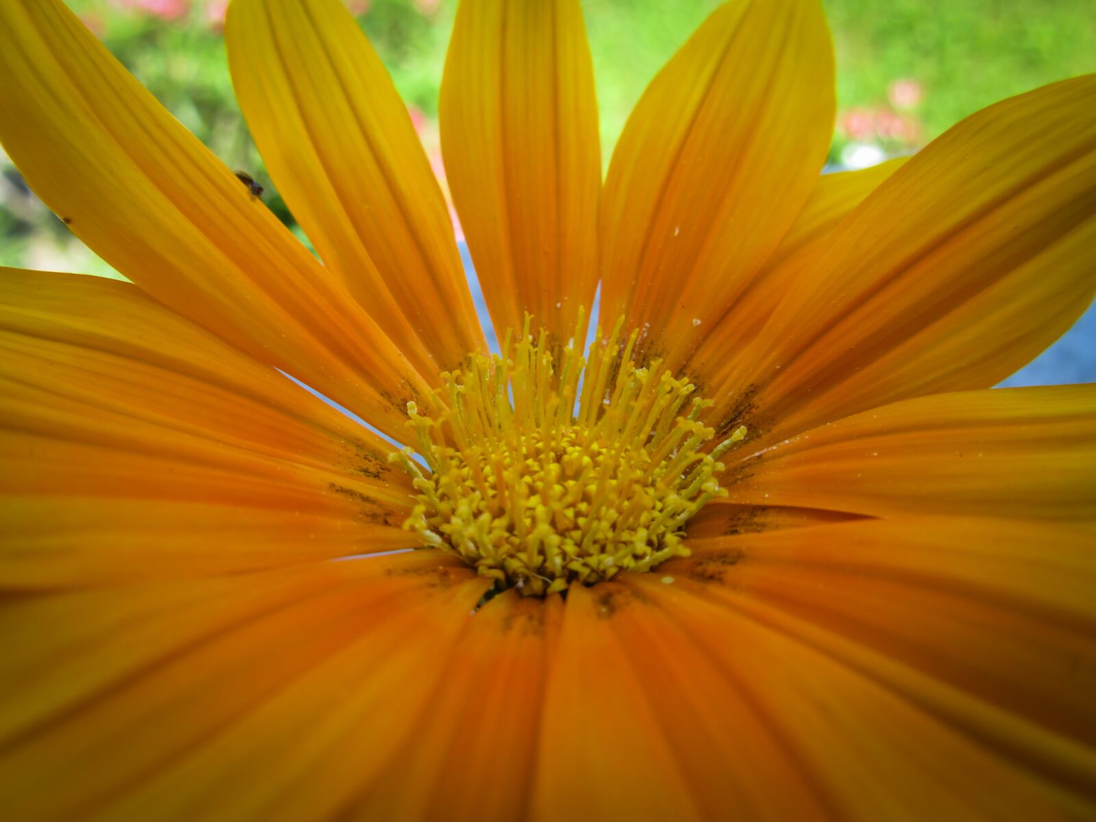 Canon PowerShot SX600 HS sample photo. Gazania, flower, nature photography