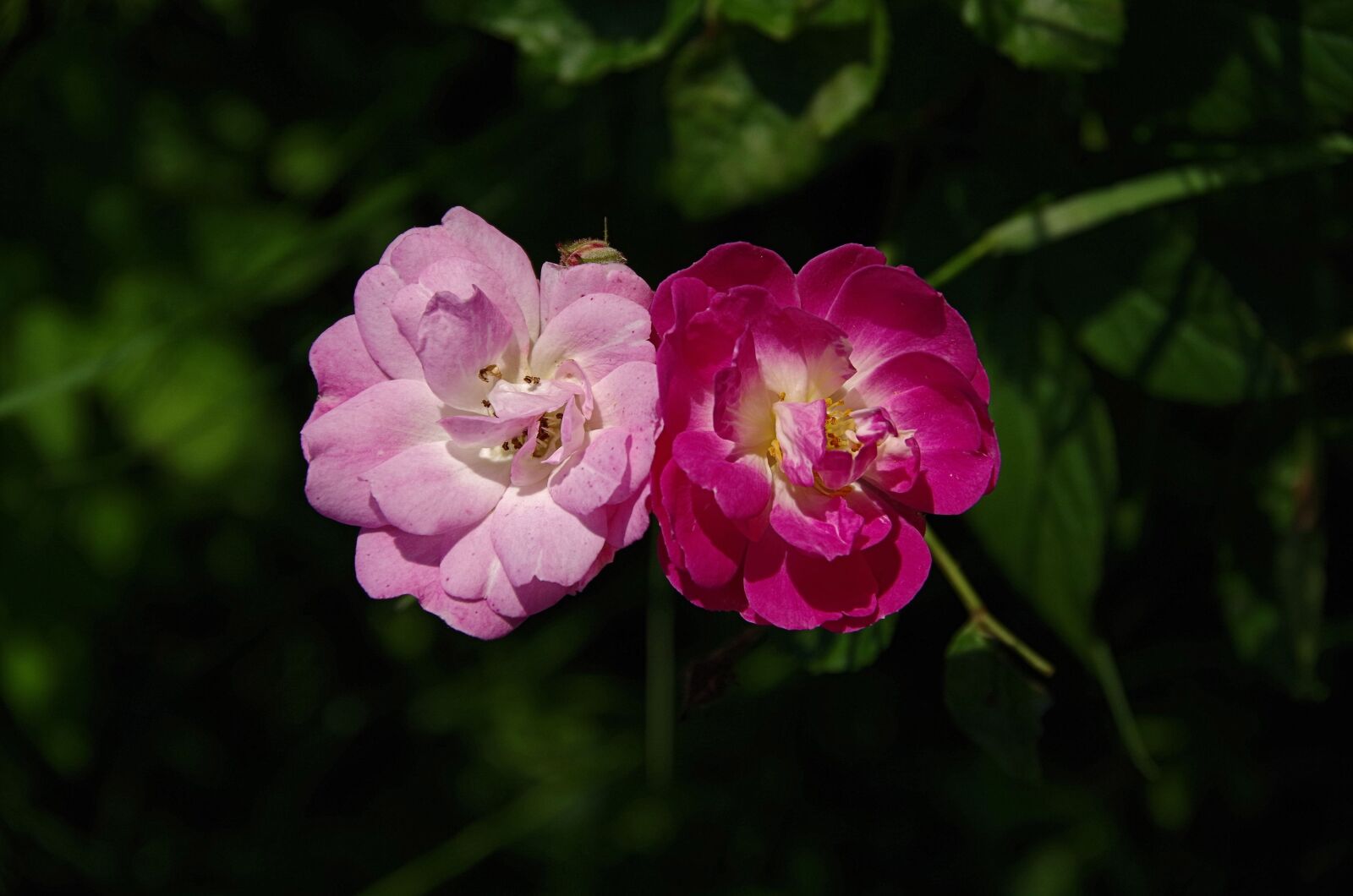 Pentax K-50 sample photo. Roses, light pink, dark photography