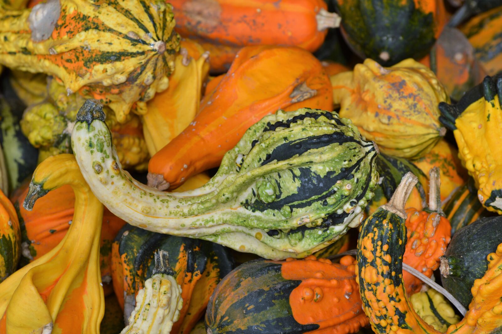 Nikon D3200 sample photo. Pumpkin, fruit, orange photography