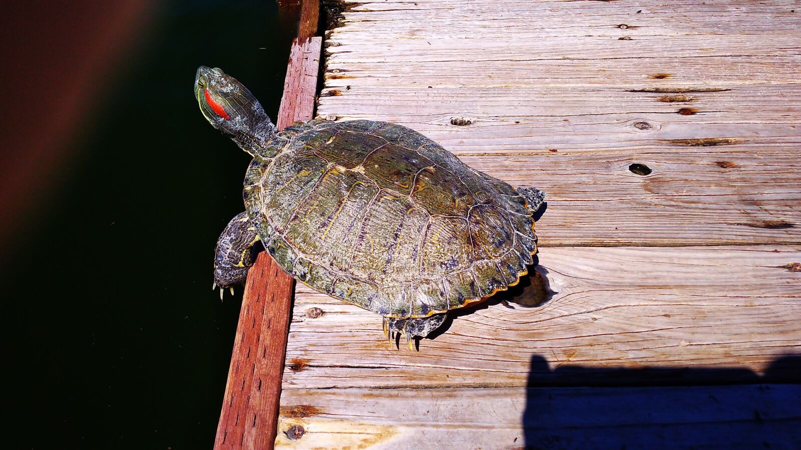 Xiaomi Redmi 4A sample photo. Turtle, lake, in photography
