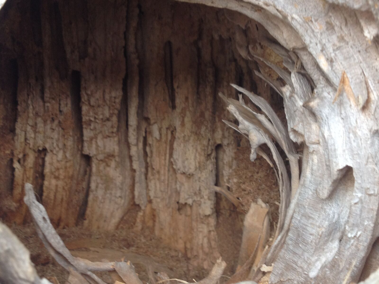 iPhone 4S back camera 4.28mm f/2.4 sample photo. Inside, a, dead, tree photography