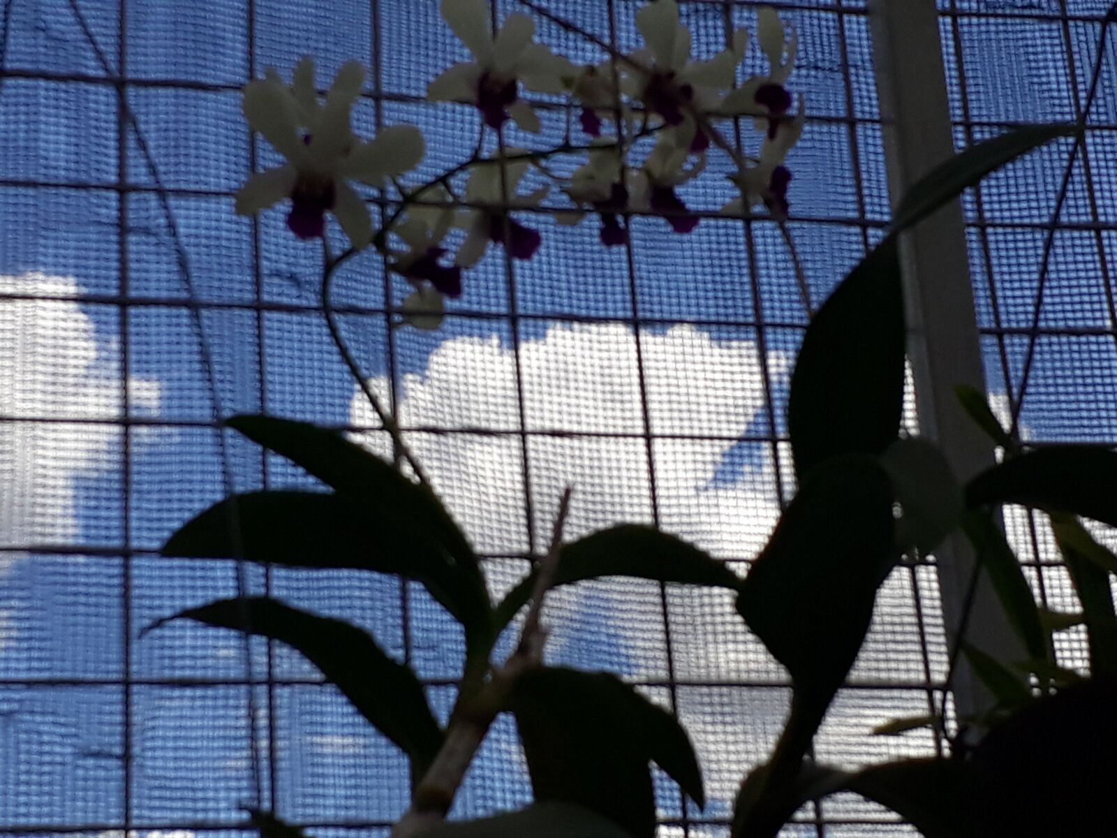 Samsung Galaxy J7 Prime sample photo. Flowers, no-copyrights, byelsacanete photography