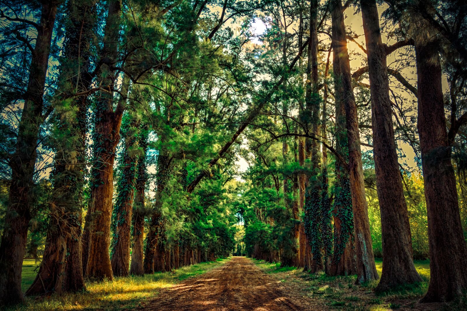 Nikon D7100 sample photo. Forest, path, trees photography