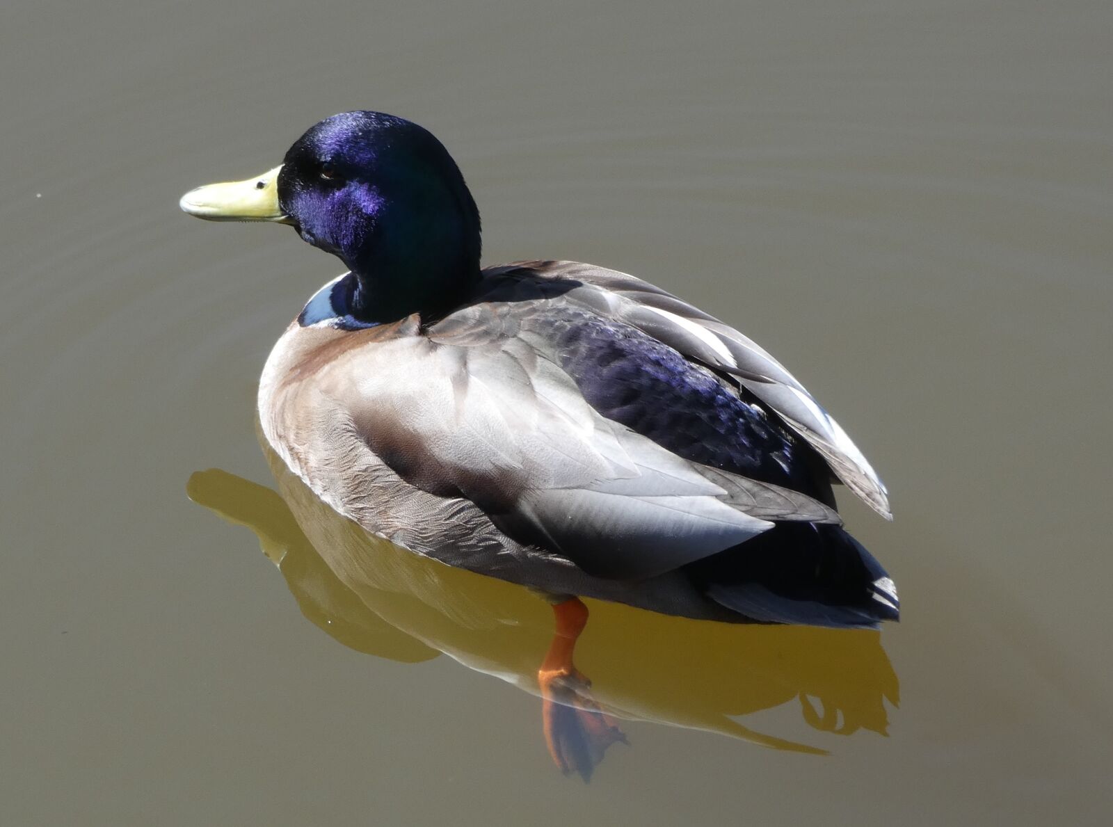 Panasonic DC-FZ83 sample photo. Birds, wildlife, ducks photography