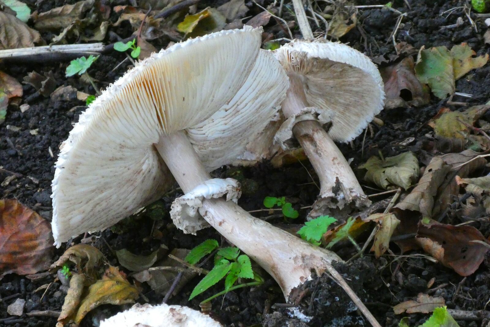 Panasonic Lumix DC-ZS70 (Lumix DC-TZ90) sample photo. Mushroom, pictures, tracks photography