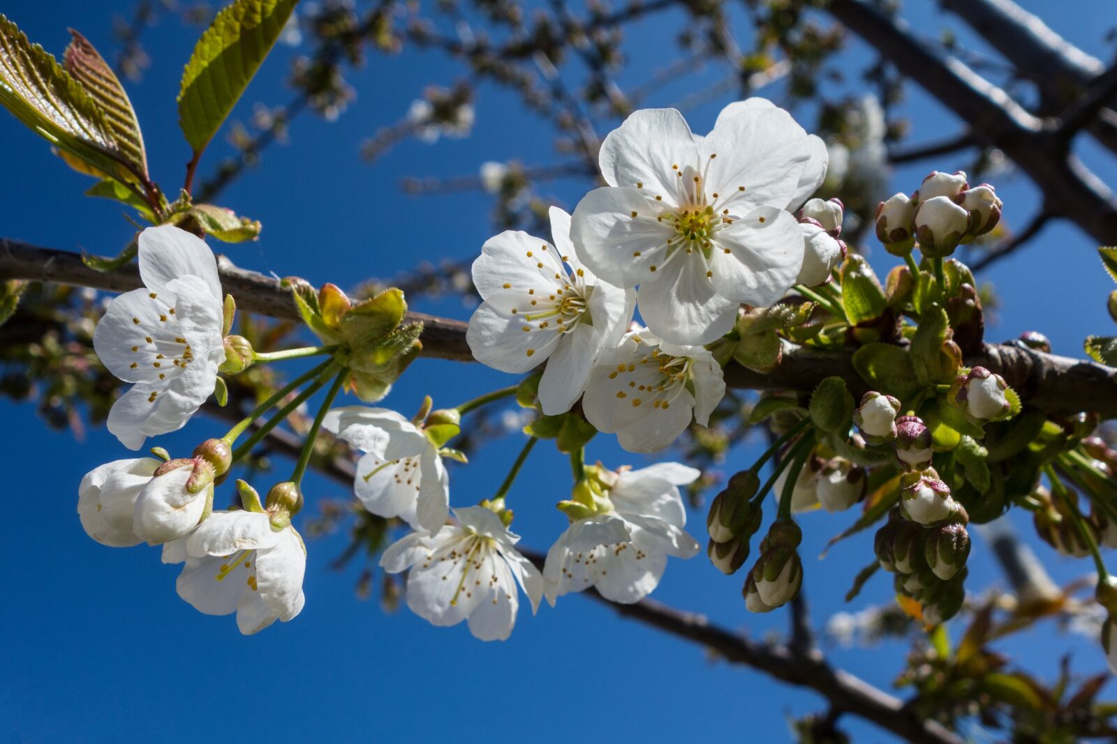 Sony Cyber-shot DSC-RX100 sample photo. Cherry blossom, flower, blossom photography