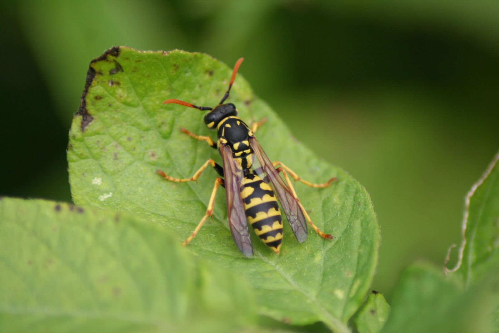 Canon EOS 350D (EOS Digital Rebel XT / EOS Kiss Digital N) sample photo. Wasp, nature, insect photography