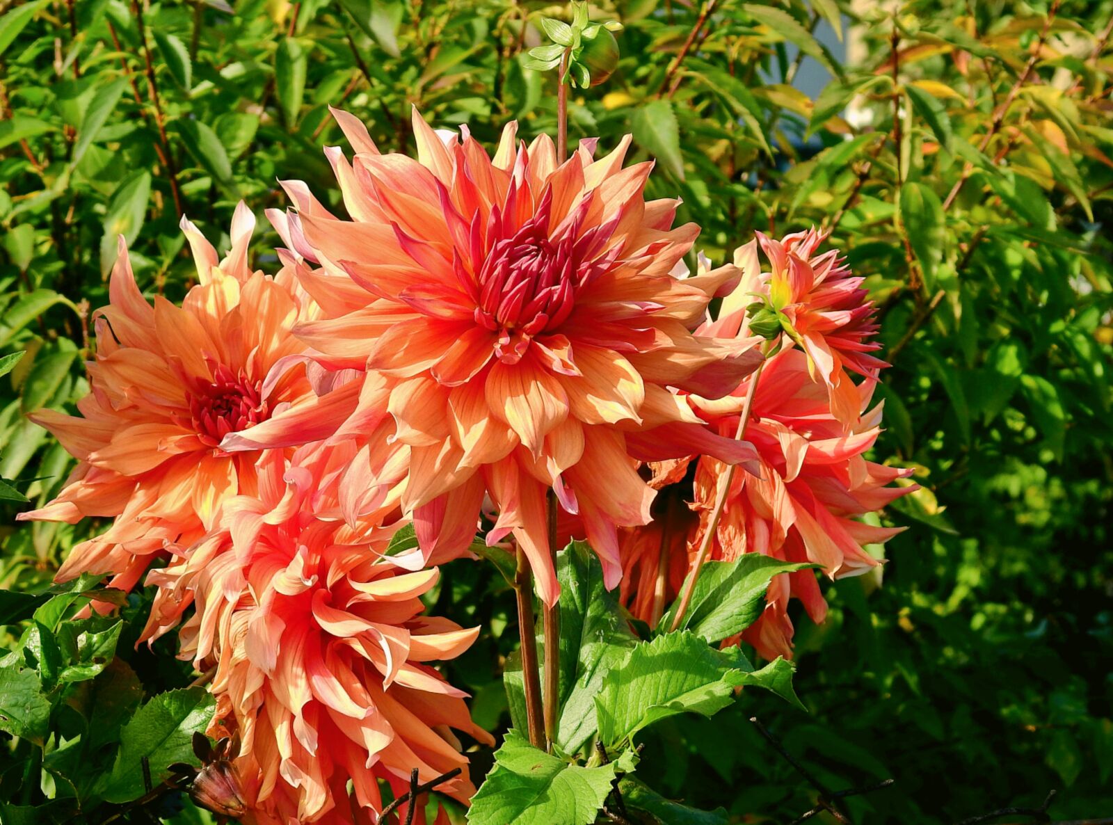 Nikon Coolpix P900 sample photo. Flowers, garden, plants photography