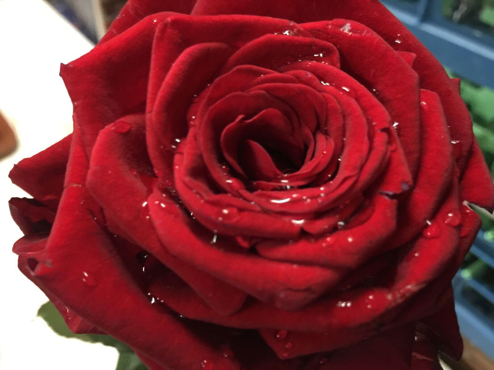 iPhone 6 Plus back camera 4.15mm f/2.2 sample photo. Rose, red, flowers photography