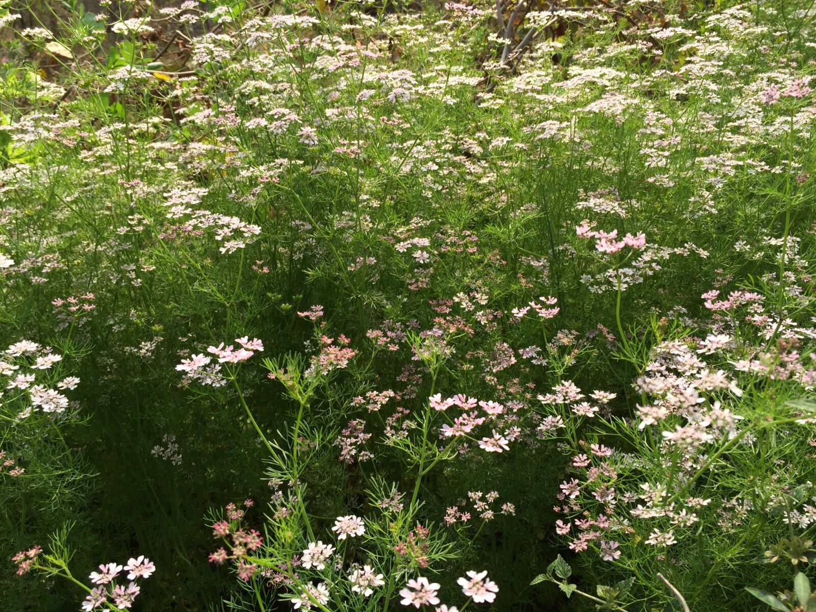 iPhone 5s back camera 4.15mm f/2.2 sample photo. Coriander, coriander, with, white photography